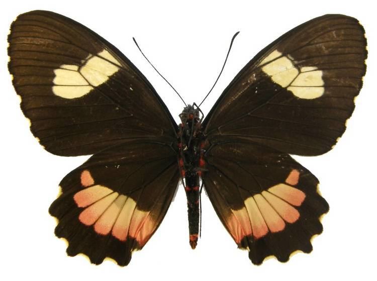 Parides erithalion ButterflyCornernet Parides erithalion