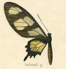 Parides hahneli httpsuploadwikimediaorgwikipediacommonsthu