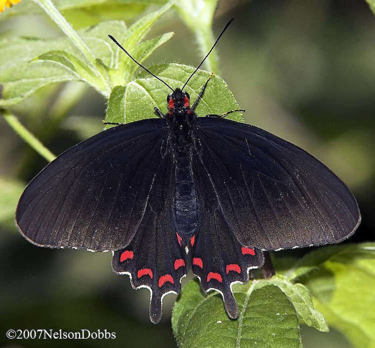 Parides montezuma Montazuma Cattleheart
