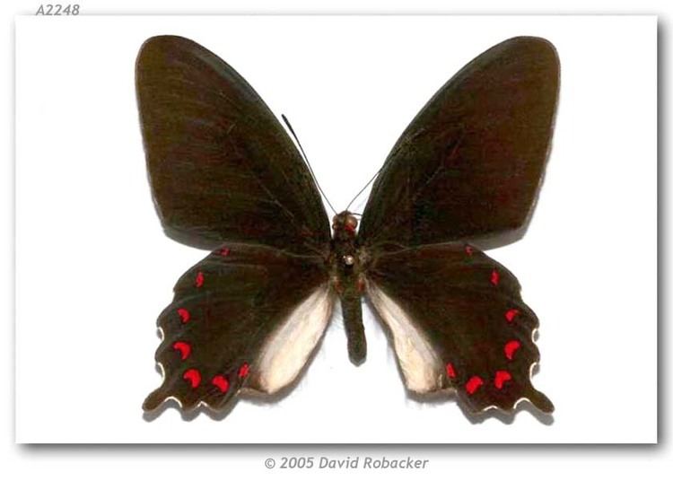 Parides montezuma butterfliesofamericacomimagesPapilionidaePapil