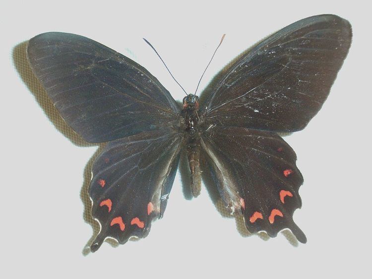 Parides montezuma Parides montezuma Wikipedia