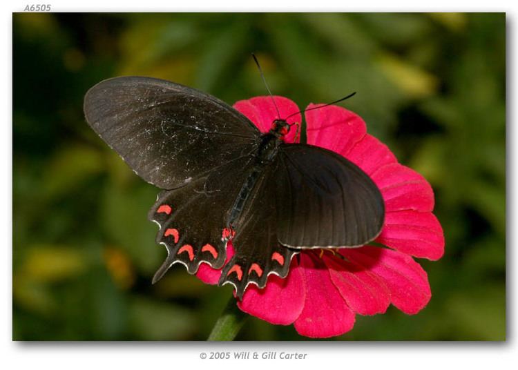 Parides montezuma Parides montezuma live adults page 1