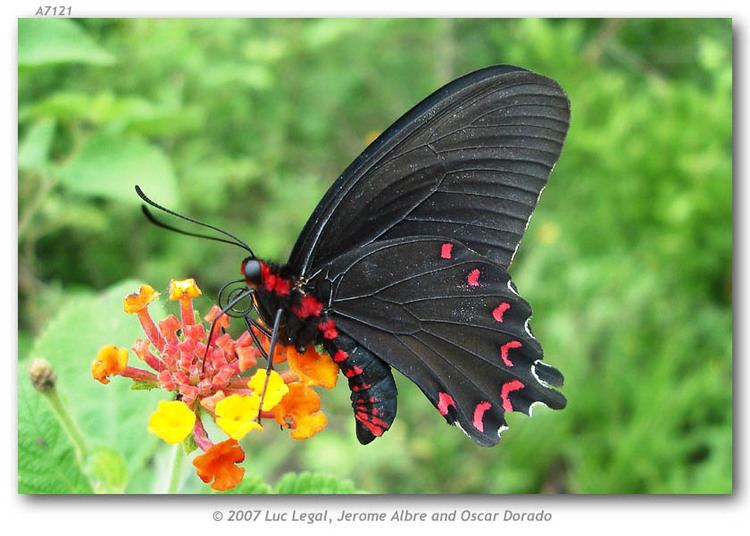 Parides montezuma Parides montezuma live adults page 2