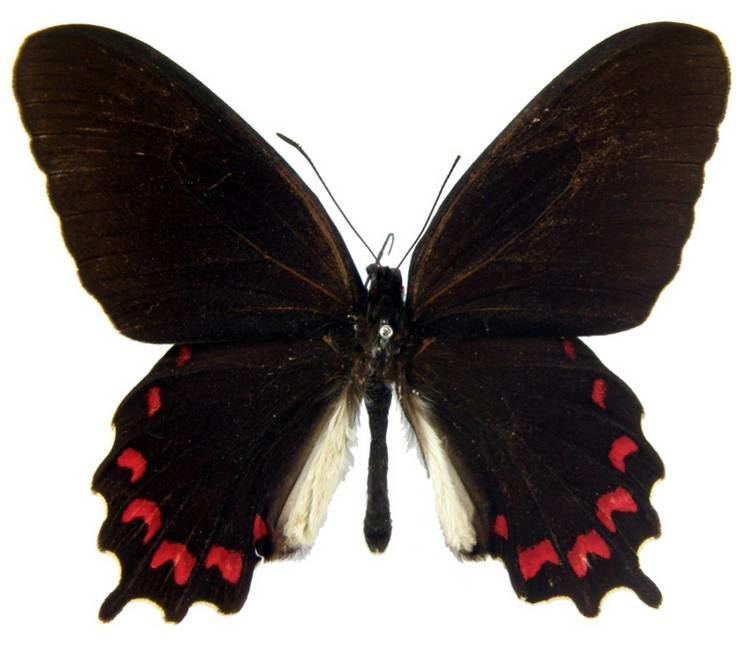 Parides montezuma ButterflyCornernet Parides montezuma