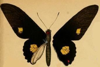 Parides quadratus