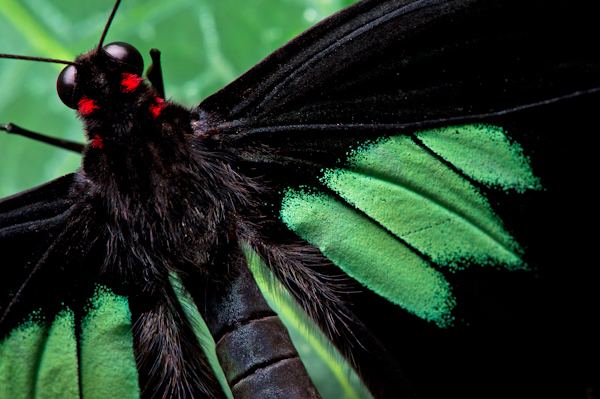 Parides sesostris StratfordUponAvon Butterfly Farm A wonderful world of an exotic
