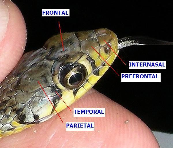 Parietal scales