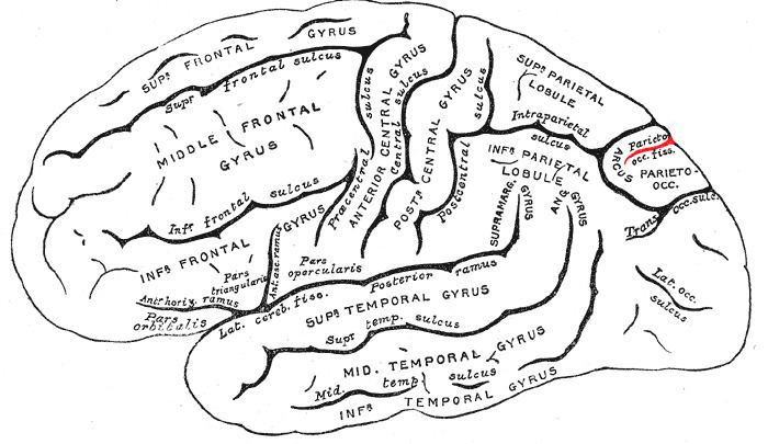 Parieto-occipital sulcus