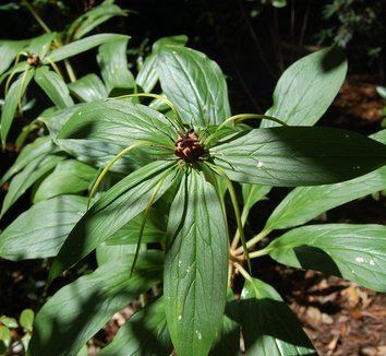 Paris (plant) Paris polyphylla Multileaf Paris plant lust