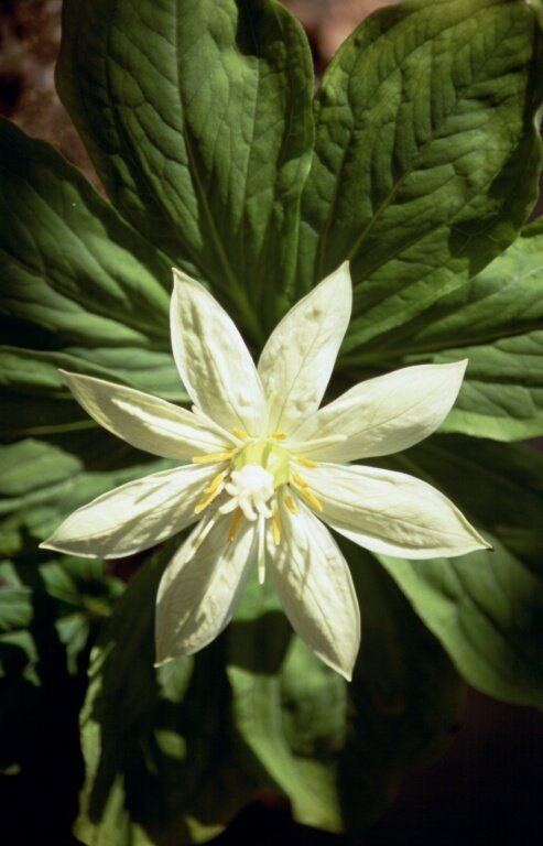 Paris (plant) Paris Plant Portraits Alpine Garden Society