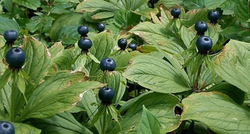 Paris (plant) Herb Paris Toxic Plant of the Week The Equinest