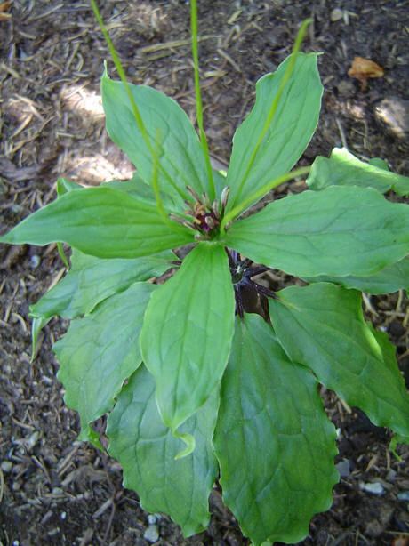 Paris (plant) Paris species