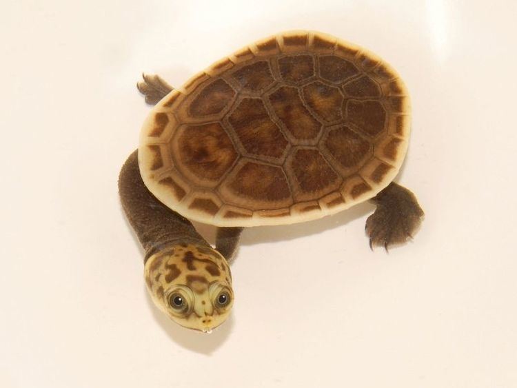 Parker's snake-necked turtle wwwtheturtlesourcecomturtleContainer300200535