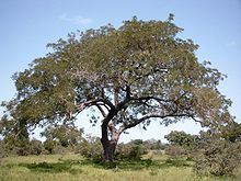 Parkia biglobosa httpsuploadwikimediaorgwikipediacommonsthu