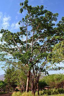 Parkia filicoidea httpsuploadwikimediaorgwikipediacommonsthu