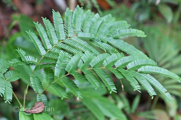 Parkia speciosa ButterflyCircle Checklist