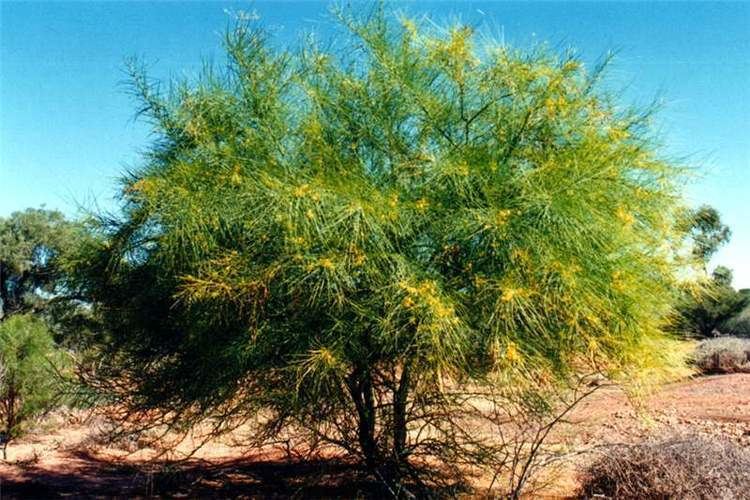 Parkinsonia aculeata Factsheet Parkinsonia aculeata Parkinsonia