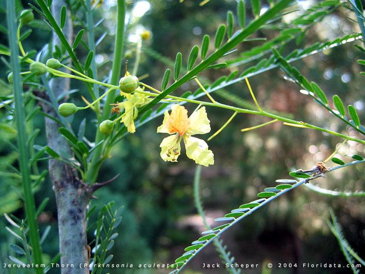 Parkinsonia aculeata Parkinsonia aculeata