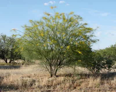 Parkinsonia aculeata Parkinsonia aculeata Jerusalem Thorn Mexican Paloverde Mexican