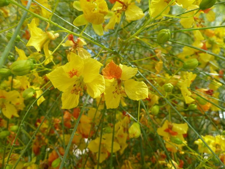 Parkinsonia aculeata Parkinsonia aculeata L Checklist View