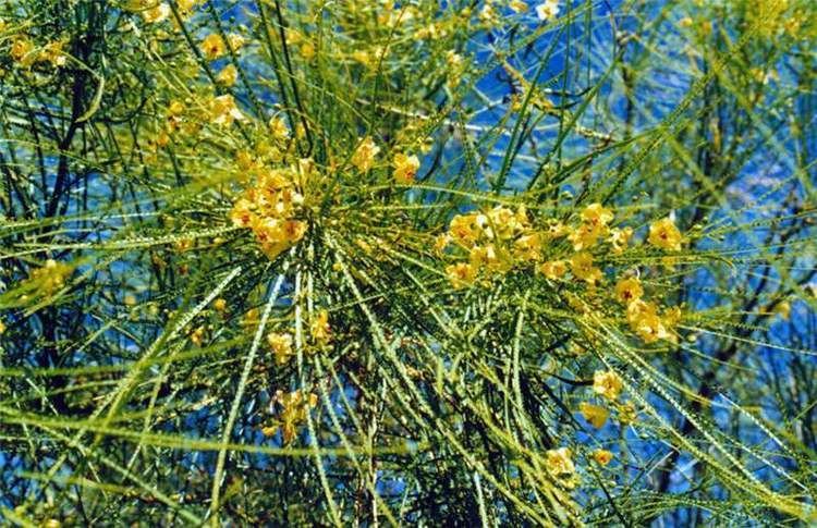 Parkinsonia aculeata Factsheet Parkinsonia aculeata Parkinsonia