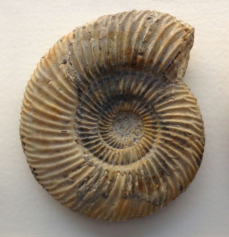 Parkinsonia (ammonite) httpsuploadwikimediaorgwikipediacommonsdd