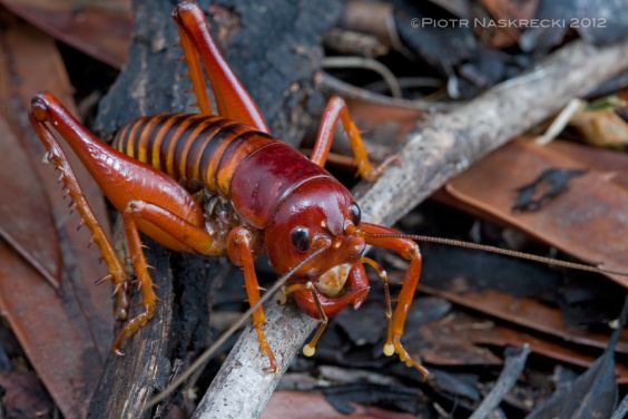 Parktown prawn - Alchetron, The Free Social Encyclopedia