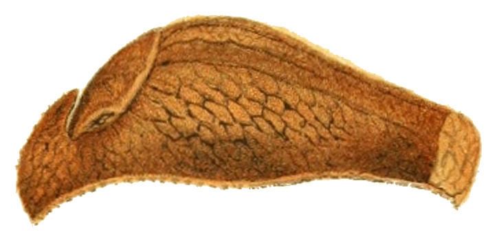 Parmacellilla filipowitschi