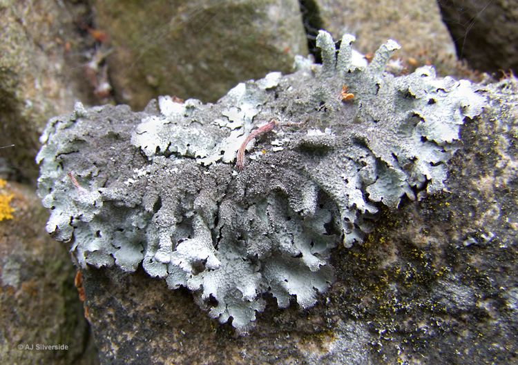 Parmelia (fungus) Parmelia saxatilis images of British lichens