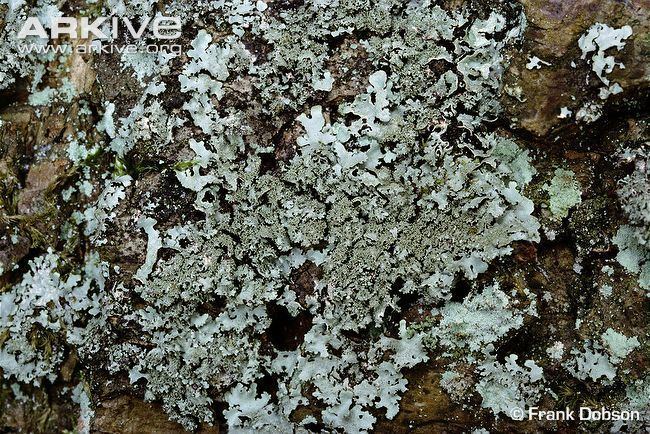 Parmelia (fungus) New Forest parmelia videos photos and facts Parmelia minarum ARKive