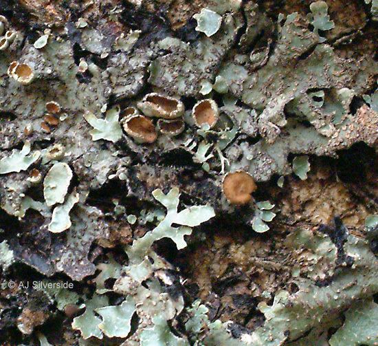 Parmelia (fungus) Parmelia sulcata images of British lichens