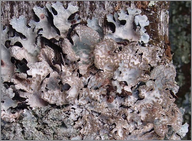 Parmelia (fungus) Lichen Parmelia sulcata