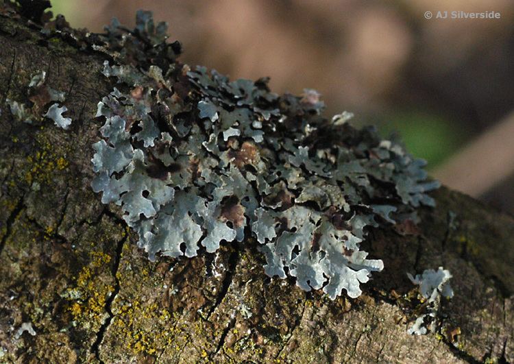 Parmelia (fungus) Parmelia sulcata images of British lichens