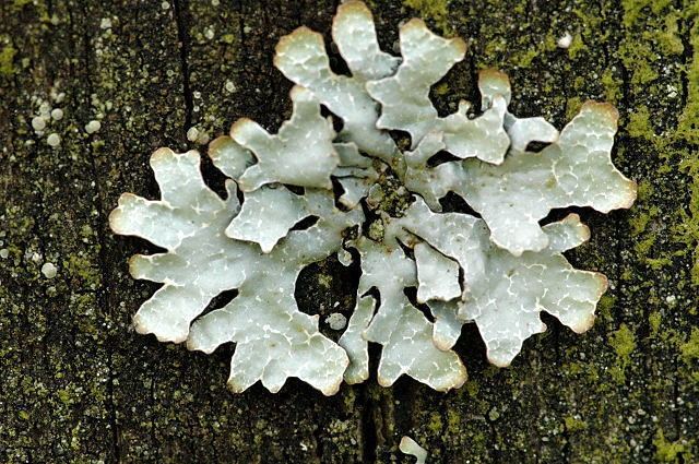 Parmelia (fungus) httpsuploadwikimediaorgwikipediacommons33