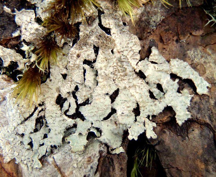 Parmelia (fungus) Ways of Enlichenment Lichens of North America