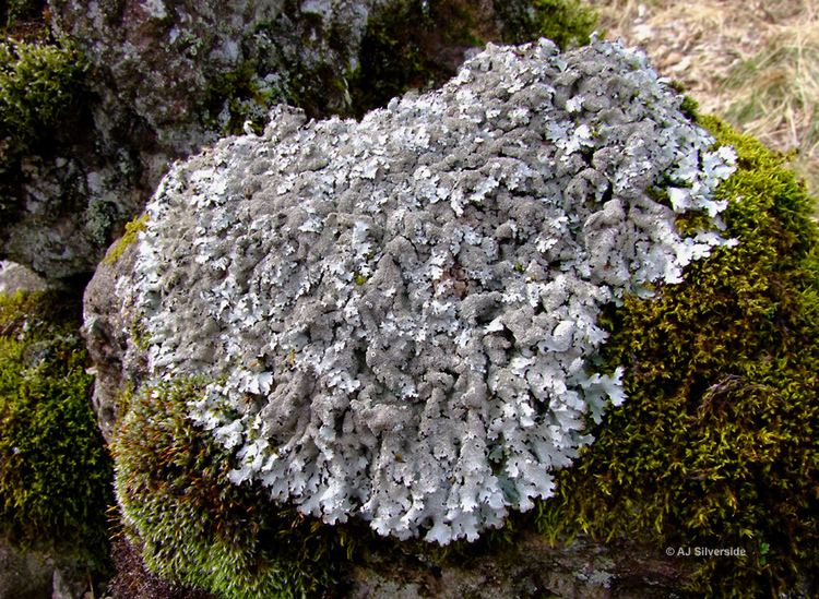 Parmelia saxatilis Parmelia saxatilis images of British lichens