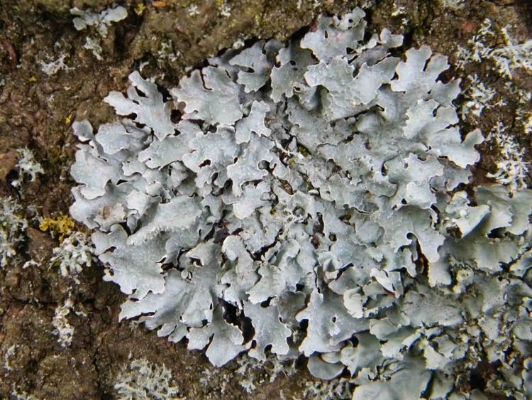 Parmelia sulcata Shield lichen Parmelia sulcata species information page