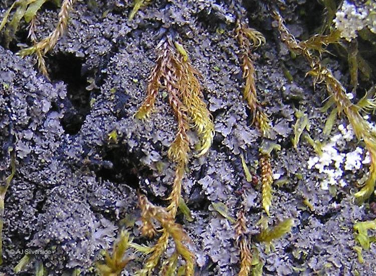 Parmeliella Parmeliella triptophylla images of British lichens