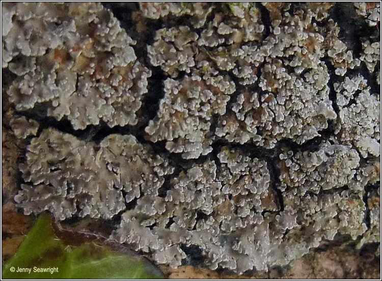 Parmeliella Irish lichens Parmeliella testacea