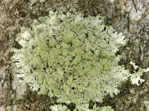 Parmeliopsis Parmeliopsis ambigua lichenologyinfo species details
