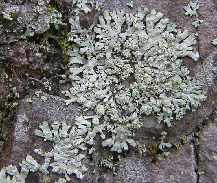 Parmeliopsis Parmeliopsis hyperopta images of British lichens