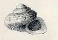 Parminolia apicina