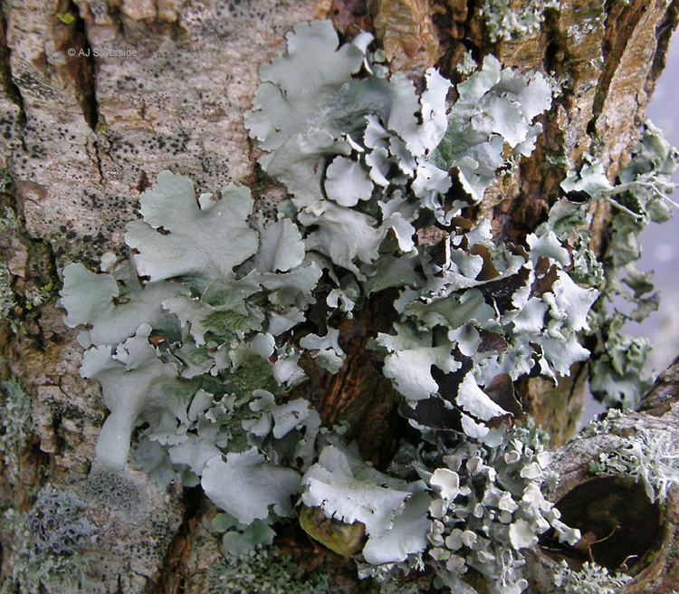 Parmotrema Parmotrema perlatum images of British lichens