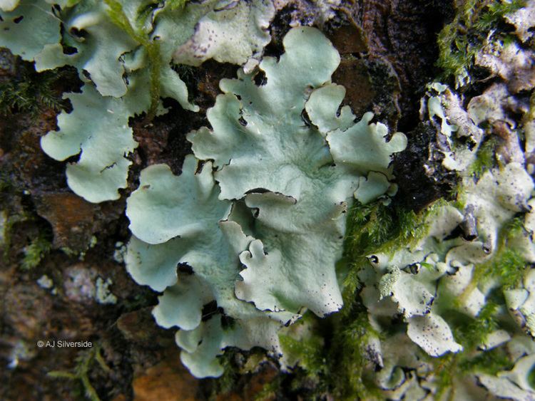 Parmotrema Parmotrema perlatum images of British lichens
