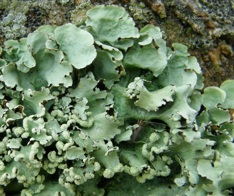 Parmotrema perlatum Parmotrema perlatum images of British lichens