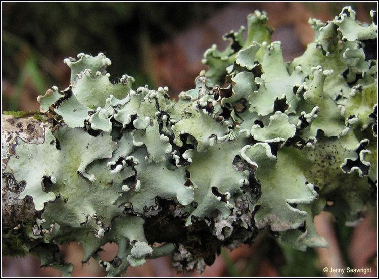 Parmotrema perlatum Lichen Parmotrema perlatum