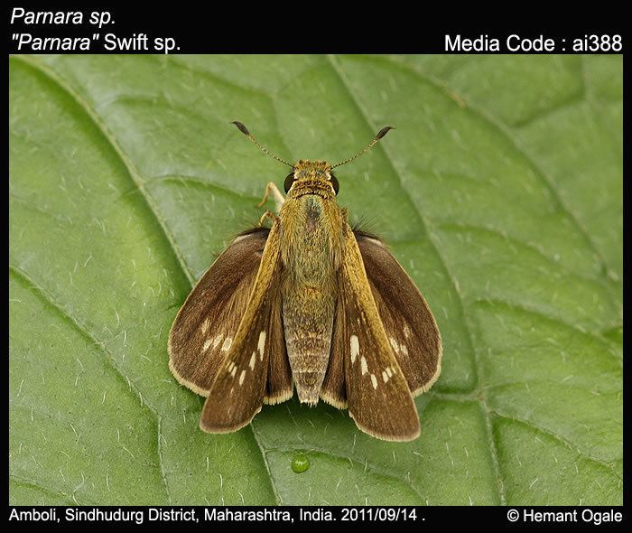 Parnara Parnara spp Parnara Swift spp Butterflies of India