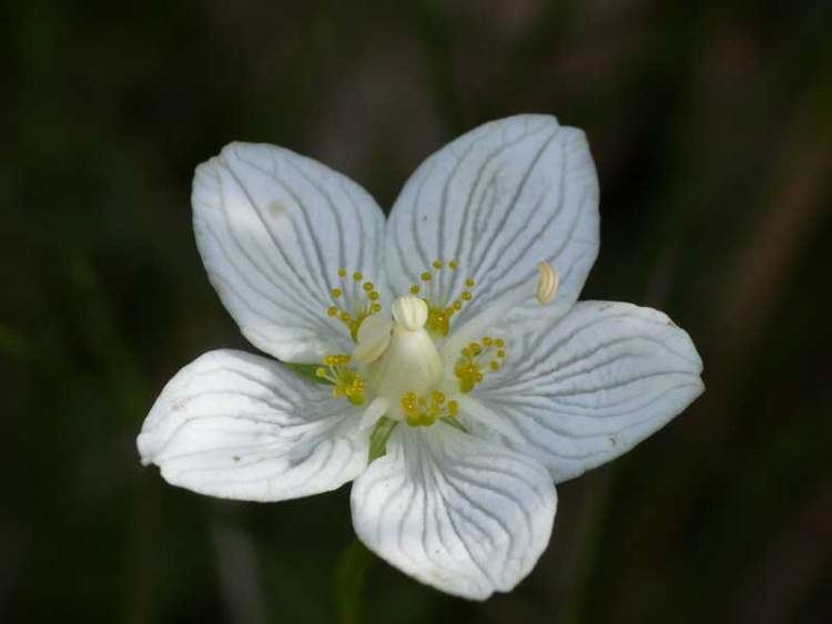 Parnassia Flora of North America Genus Parnassia