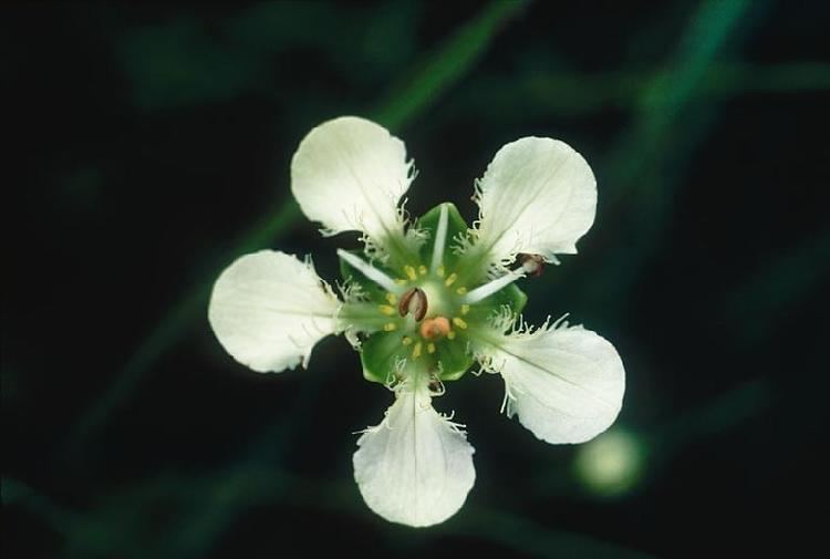 Parnassia Parnassia in Flora of China eflorasorg