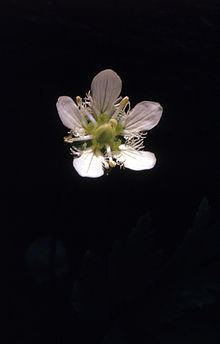 Parnassia fimbriata httpsuploadwikimediaorgwikipediacommonsthu
